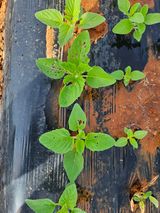 팜모닝 참깨·병해충상담 게시글 이미지