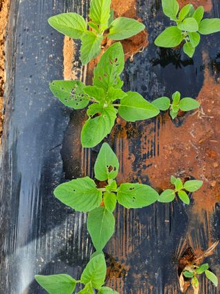 강창원님의 참깨 · 병해충상담 작성글 사진