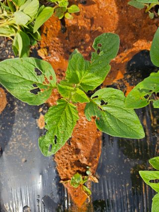 강창원님의 참깨 · 병해충상담 작성글 사진