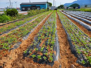 강창원님의 참깨 · 병해충상담 작성글 사진