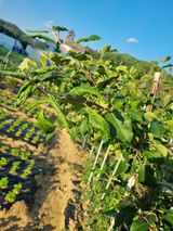 팜모닝 사과·병해충상담 게시글 이미지