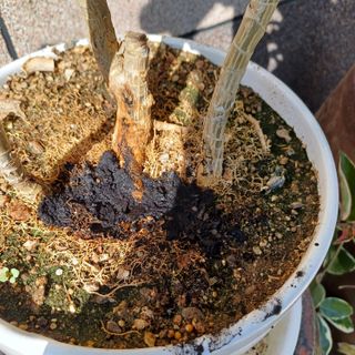 삼성농산님의 자유주제 · 자유게시판 작성글 사진