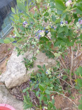 허굴산농장님의 자유주제 · 자유게시판 작성글 사진