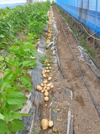 허굴산농장님의 자유주제 · 자유게시판 작성글 사진