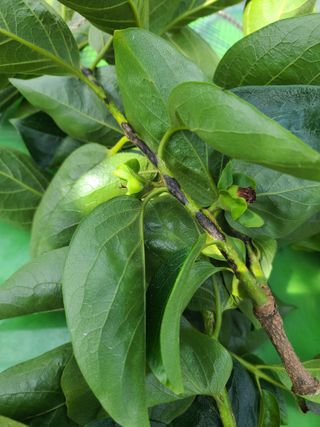 감씨없다님의 감 · 병해충상담 작성글 사진