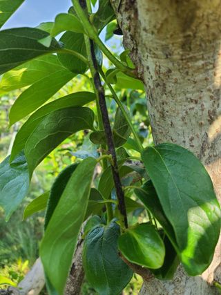 감씨없다님의 감 · 병해충상담 작성글 사진