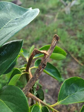 감씨없다님의 감 · 병해충상담 작성글 사진