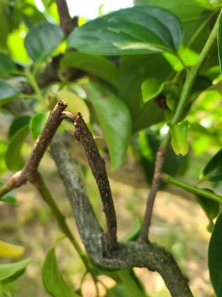 감씨없다님의 감 · 병해충상담 작성글 사진