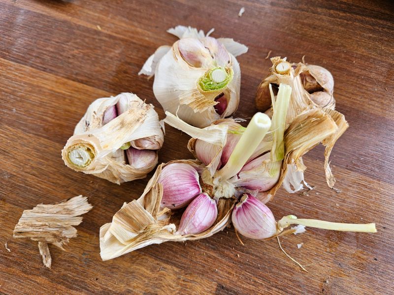 장터 상품 [무안 햇마늘 판매합니다.남도 난지형 벌마늘] 썸네일