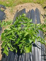 팜모닝 감자·영농일지 게시글 이미지