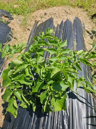 호호정원사님의 감자 · 영농일지 작성글 사진