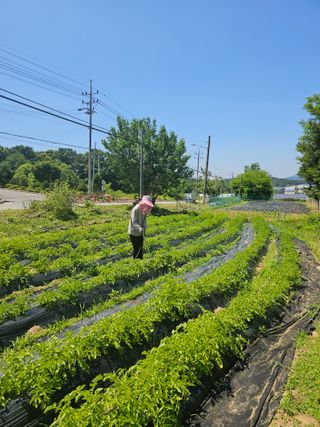 호호정원사님의 감자 · 영농일지 작성글 사진