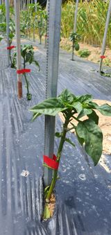 팜모닝 농사, 무엇이든 물어보세요!·참여글 게시글 이미지