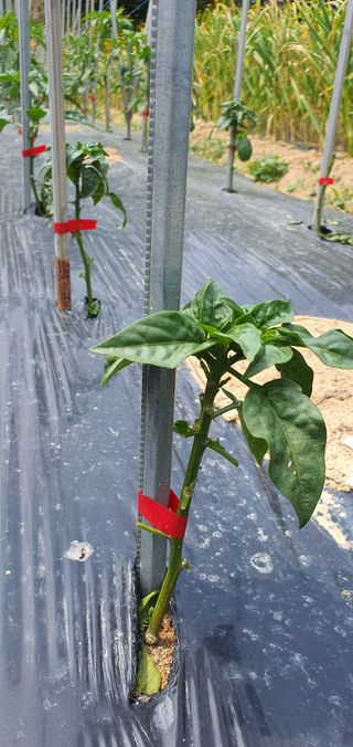 류창열 님의 농사, 무엇이든 물어보세요! · 참여글 작성글 사진