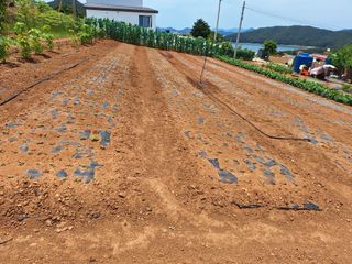김은숙님의 참깨 · 영농일지 작성글 사진