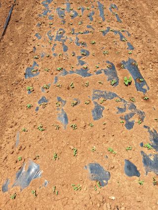 김은숙님의 참깨 · 영농일지 작성글 사진