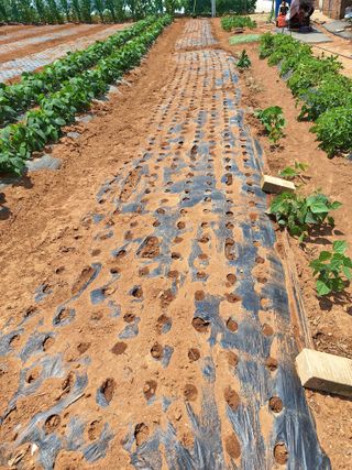 김은숙님의 참깨 · 영농일지 작성글 사진