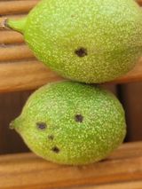 팜모닝 농사, 무엇이든 물어보세요!·참여글 게시글 이미지