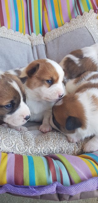 신의농부님의 자유주제 · 자유게시판 작성글 사진