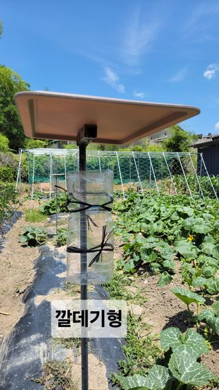 김중언님의 호박 · 영농일지 작성글 사진