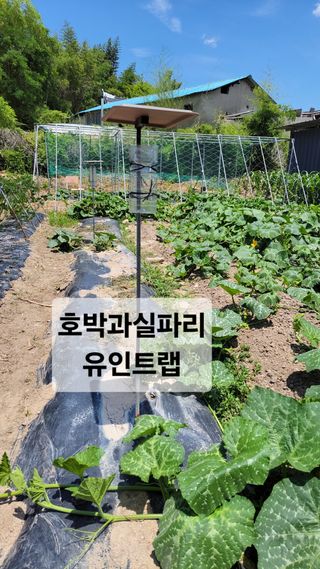 김중언님의 호박 · 영농일지 작성글 사진