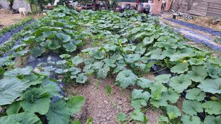 김중언님의 호박 · 영농일지 작성글 사진