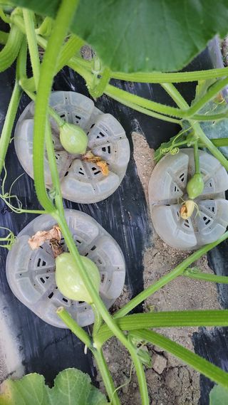 김중언님의 호박 · 영농일지 작성글 사진