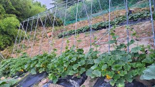 김중언님의 호박 · 영농일지 작성글 사진