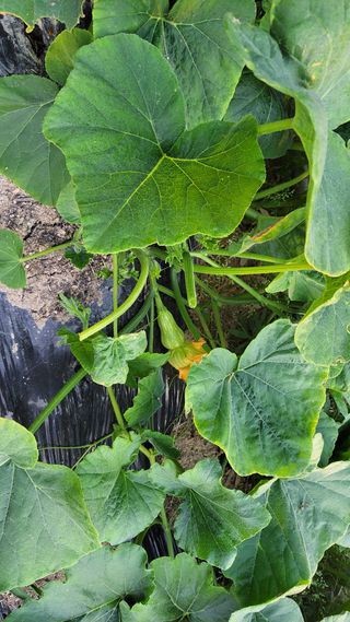 김중언님의 호박 · 영농일지 작성글 사진