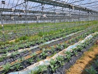 상추17741님의 기타작물 · 자유게시판 작성글 사진