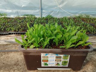 상추17741님의 기타작물 · 자유게시판 작성글 사진