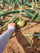 팜모닝 양파·영농일지 게시글 이미지