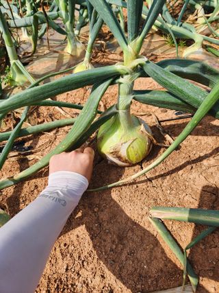 정희원 님의 양파 · 영농일지 작성글 사진