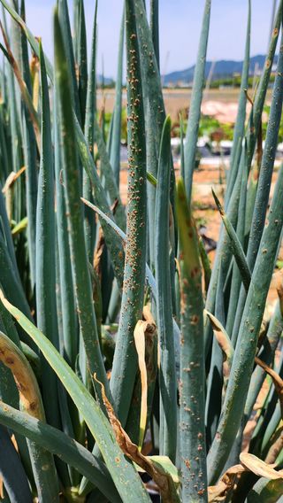 김성찬님의 파 · 병해충상담 작성글 사진