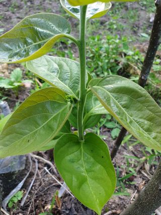 세미골곶감님의 자유주제 · 자유게시판 작성글 사진