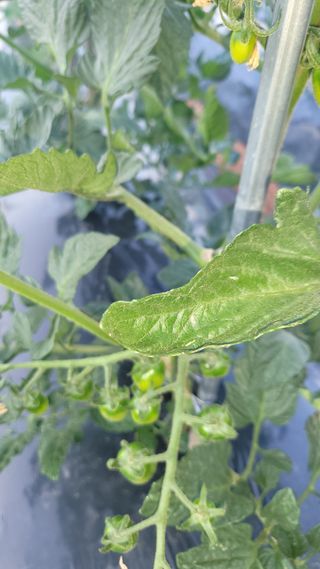 토마토21397님의 자유주제 · 자유게시판 작성글 사진