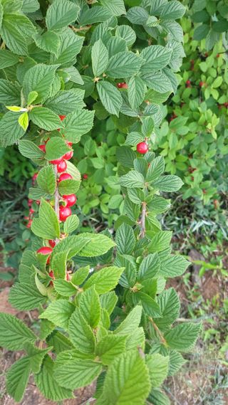 토마토21397님의 자유주제 · 자유게시판 작성글 사진