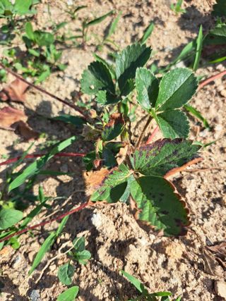 세종 이준희님의 딸기 · 병해충상담 작성글 사진