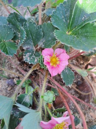 세종 이준희님의 딸기 · 병해충상담 작성글 사진