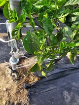 팜모닝 고추·비료•농약 게시글 이미지