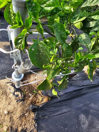 통뻘덕기나락마늘고추님의 고추 · 비료•농약 작성글 사진