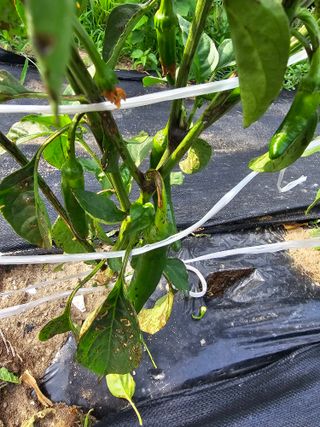 통뻘덕기나락마늘고추님의 고추 · 비료•농약 작성글 사진