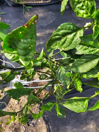 통뻘덕기나락마늘고추님의 고추 · 비료•농약 작성글 사진