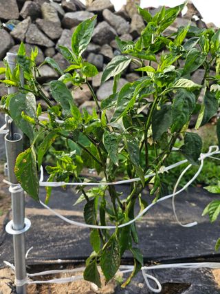 통뻘덕기나락마늘고추님의 고추 · 비료•농약 작성글 사진