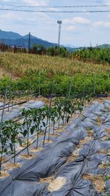 팜모닝 자유주제·자유게시판 게시글 이미지