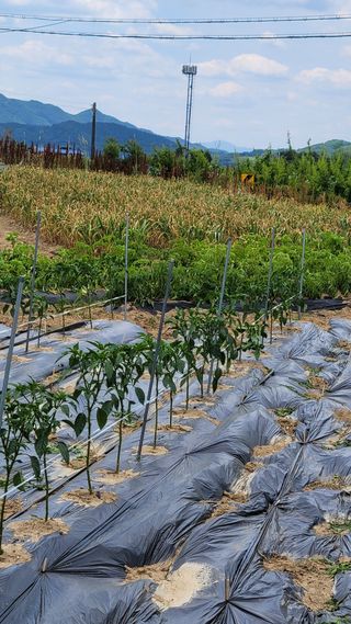 선영~~님의 자유주제 · 자유게시판 작성글 사진