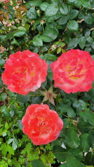 선영~~님의 자유주제 · 자유게시판 작성글 사진