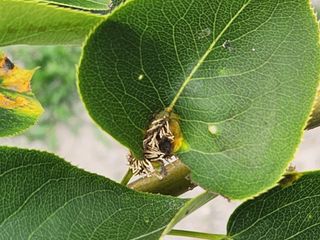 귤13740님의 배 · 병해충상담 작성글 사진