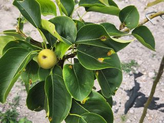 귤13740님의 배 · 병해충상담 작성글 사진