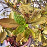 팜모닝 기타작물·병해충상담 게시글 이미지